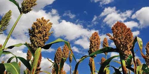 sh_sorghum_closeup_small__two