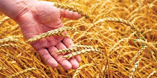 sh_wheat_hand_small_two